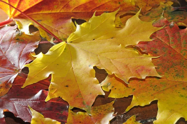 Javorové Listy Podzim List Listy Javorový List Javor Listy Podzimní — Stock fotografie