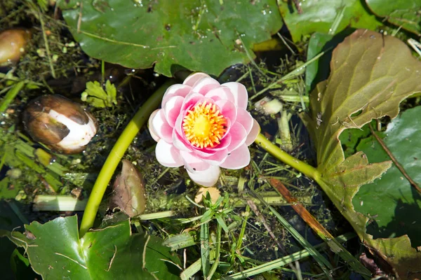 Güzel Nilüfer Çiçeğinin Yakın Görüntüsü — Stok fotoğraf