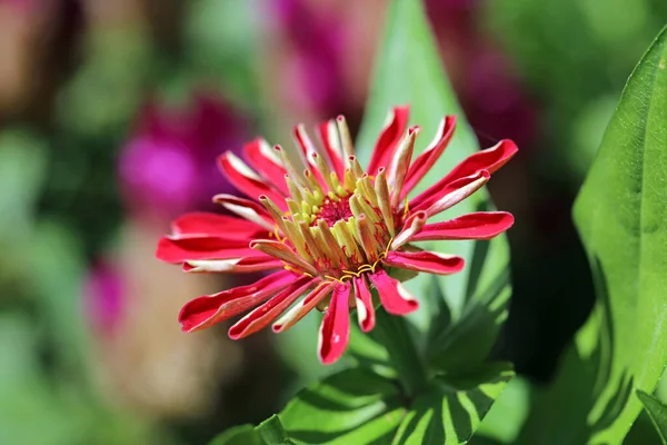 夏の花びらや植物 — ストック写真
