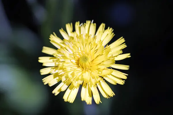 Летние Лепестки Цветов Флора — стоковое фото