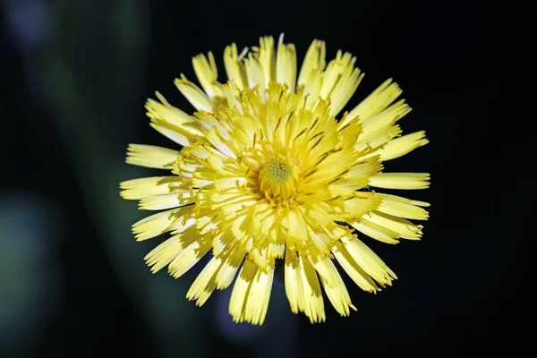Летние Лепестки Цветов Флора — стоковое фото