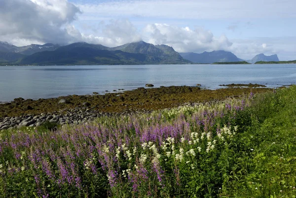 Sapos Salgueiros Folhas Estreitas Costa Perto Skaland Senja Troms Noruega — Fotografia de Stock