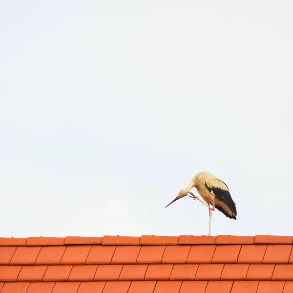 Itches Stork Roof — Stock Photo, Image