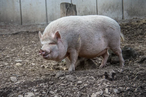 Domestic Pig Field — Stock Photo, Image