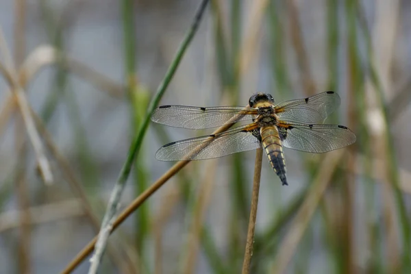 Odonata Стрекоза Насекомое Флора Фауна — стоковое фото