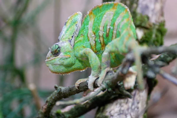 Kameleon Zwierzę Tropikalny Jaszczurka Gad — Zdjęcie stockowe