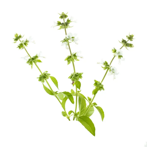 Πράσινος Βασιλικός Λεμόνι Λευκά Άνθη — Φωτογραφία Αρχείου