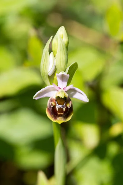 Belles Fleurs Orchidée Dans Jardin — Photo