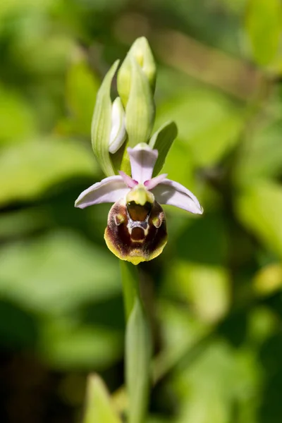 Gros Plan Une Belle Fleur Dans Jardin — Photo