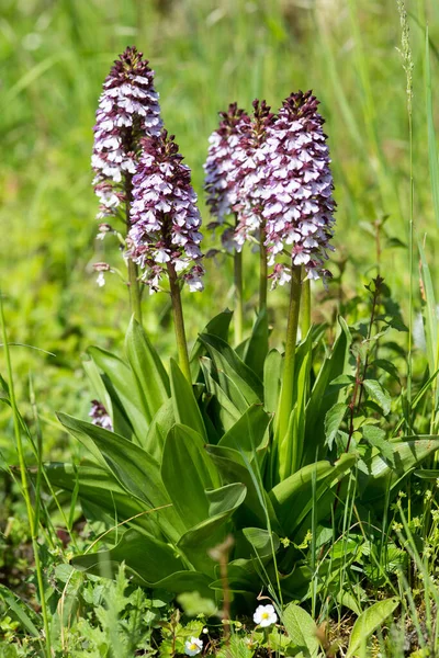 Hermosas Flores Jardín — Foto de Stock