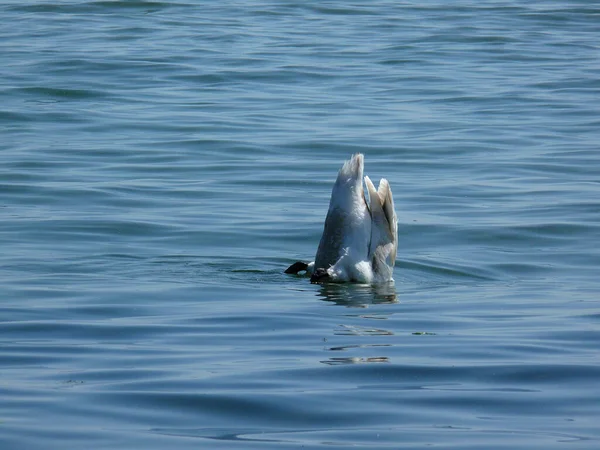 Dois Cisnes Brancos Lago — Fotografia de Stock