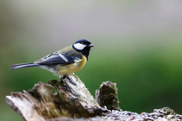 Pájaro Naturaleza —  Fotos de Stock