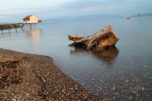 Eina Raiz Árvore Velha Lago Constança — Fotografia de Stock