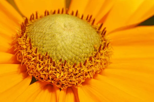 Подробное Фото Rudbeckia Hirta Prairie Sun — стоковое фото