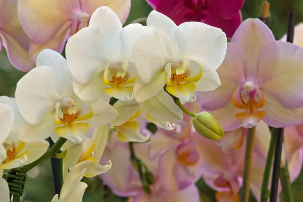 Petali Fiori Orchidea Flora — Foto Stock