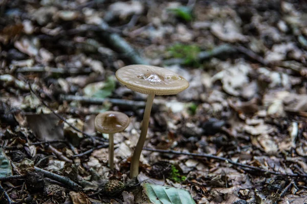 Schilderachtig Uitzicht Prachtig Boslandschap — Stockfoto