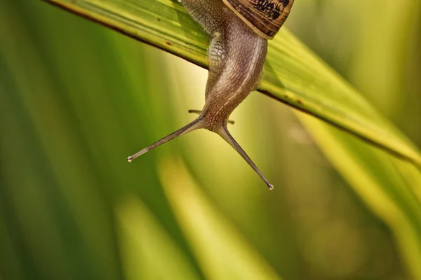 Lumaca Elica Pomatia Mollusco Invertebrato — Foto Stock