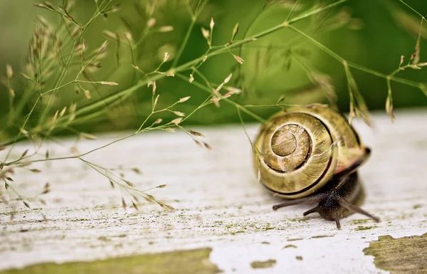 Šnečí Spirála Pomatia Bezobratlí Měkkýši — Stock fotografie