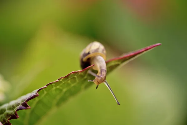 カタツムリのらせんポマティア無脊椎動物軟体動物 — ストック写真