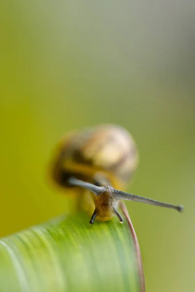 カタツムリのらせんポマティア無脊椎動物軟体動物 — ストック写真