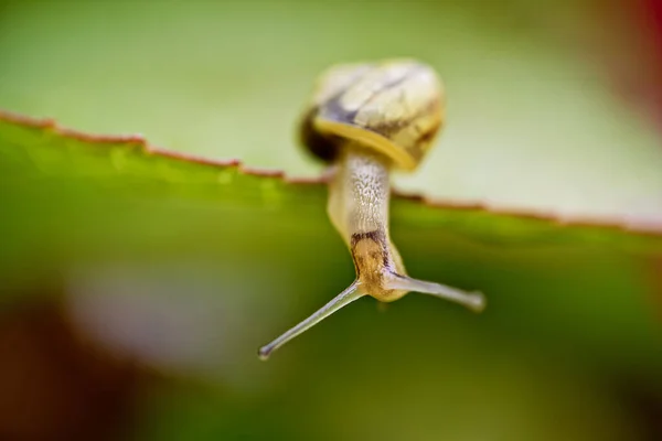 Μαλάκια Ασπόνδυλων Του Είδους Snail Helix Pomatia — Φωτογραφία Αρχείου