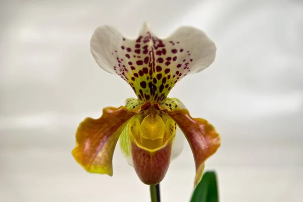 Flor Orquídea Jardín — Foto de Stock