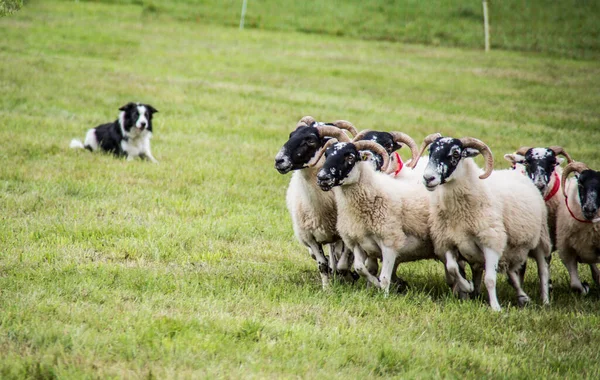 Geiten Het Veld — Stockfoto