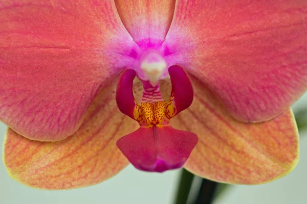 Orchideavirág Szirmok Flóra — Stock Fotó