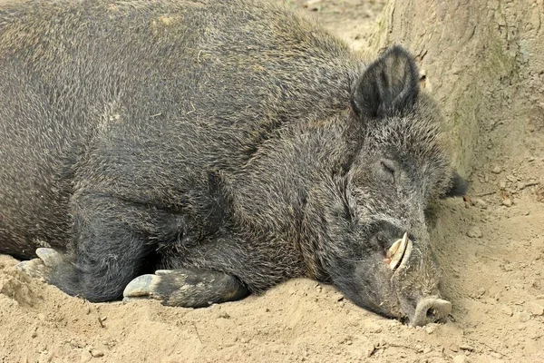 Dormir Cunha Javali Selvagem — Fotografia de Stock