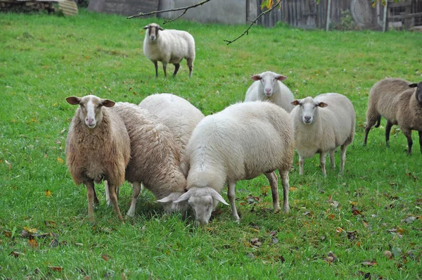 Schafe Schafe Weiden Schafweiden Schafweiden Tiere Tiere Vieh Vieh Vieh — Stockfoto