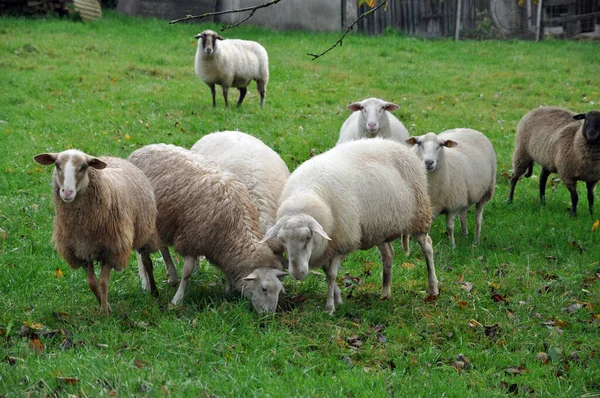 Schafe Schafe Weiden Schafweiden Schafweiden Tiere Tiere Vieh Vieh Vieh — Stockfoto