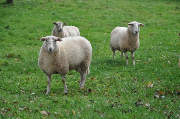 Schapen Schapen Weiden Schapen Schapen Schapen Dieren Dieren Vee Vee — Stockfoto