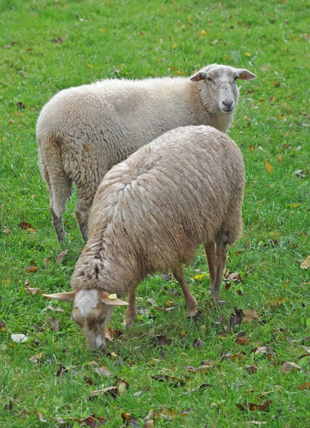 Ovejas Ovejas Pastos Pastos Ovejas Pastos Ovejas Animales Animales Ganado — Foto de Stock