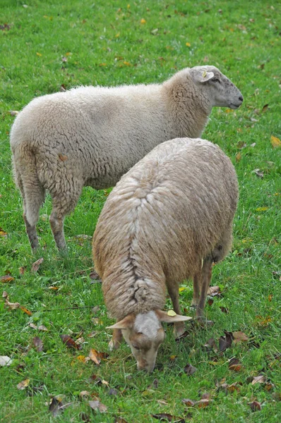 Får Får Betesmark Fårbetesmark Fårbetesmark Djur Husdjur Husdjur Husdjur Husdjur — Stockfoto