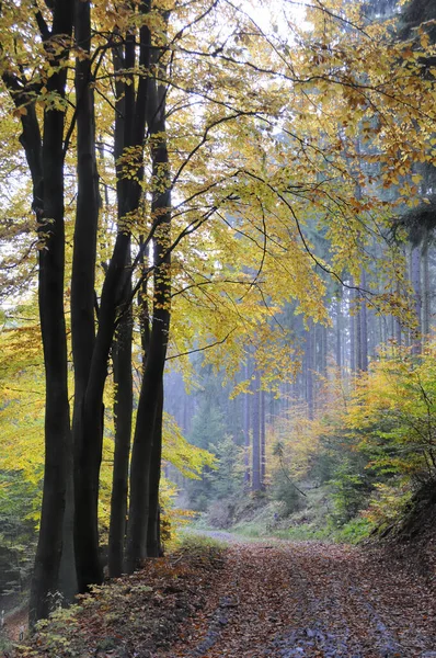 Afastado Trilha Florestal Floresta Outono Outono Árvore Faia Livro Floresta — Fotografia de Stock