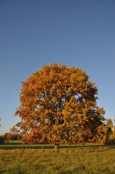 オーク 木の秋 秋の色 カラフルな 秋の紅葉 フィールド シングル — ストック写真