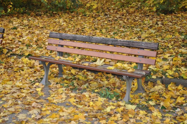 Bank Herbstwald Wald Herbst Herbst Oktober Jahreszeit Sitz Sitz — Stockfoto