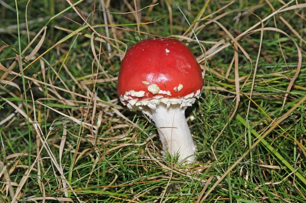 Toadstool Μύκητας Δηλητήριο Δηλητήριο Μύκητα Δηλητήριο Amanita Muscaria Amanita Muscaria — Φωτογραφία Αρχείου