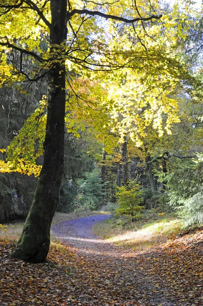 Daleko Leśny Szlak Jesienny Las Jesień Drzewo Buk Książka Bukowy — Zdjęcie stockowe