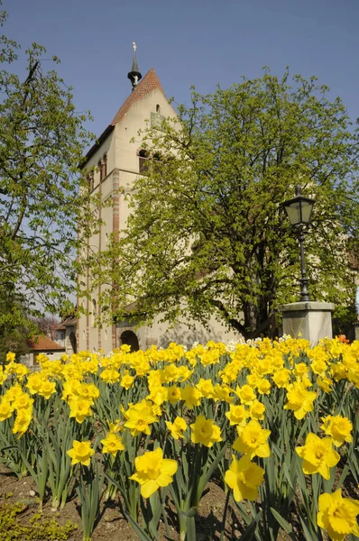 Reichenau Mittelzell Mnster Klasztor Dzień — Zdjęcie stockowe