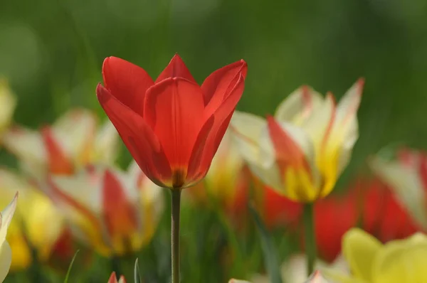 Belas Tulipas Flores Primavera — Fotografia de Stock