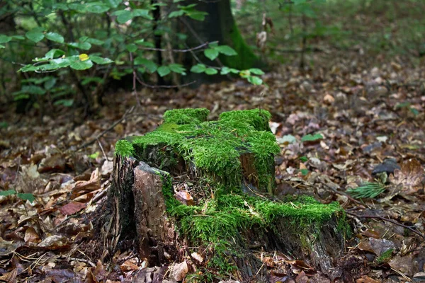 Eskilerin Olmadığı Yerde Yenileri Çıkar — Stok fotoğraf