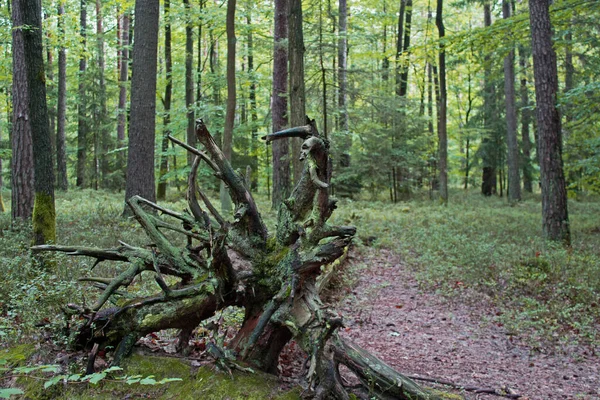 Une Vue Sur Une Forêt Printemps — Photo