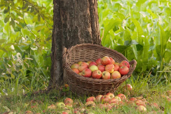 Fruta Del Árbol Manzanas Sabrosas Dulces — Foto de Stock