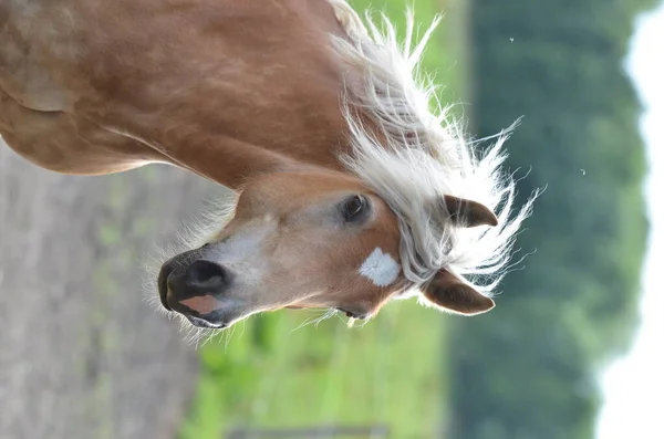 Cavallo Nel Campo — Foto Stock