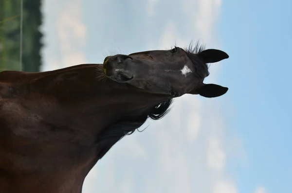 Porträtt Svart Häst Fältet — Stockfoto