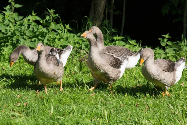 Scenic View Goose Bird Nature — Stock Photo, Image