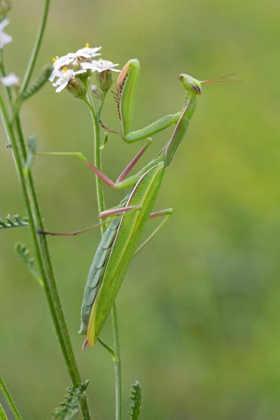 Insectos Mantis Insectos Presa — Foto de Stock