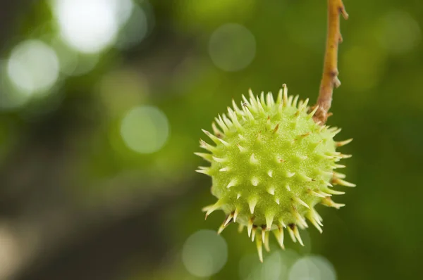 Nahaufnahme Einer Einzigen Stacheligen Kastanienfrucht Die Baum Hängt Aesculus Hippocastanum — Stockfoto