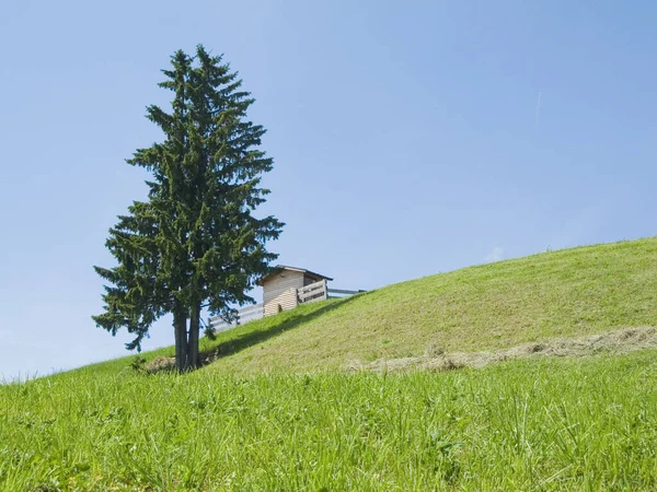 青い空の前に一本のモミの木と小さな木の小屋がある丘陵地帯 — ストック写真